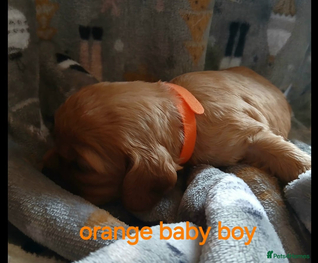 Cavalier King Charles Spaniel dogs for sale: DNA TESTED CAVALIER KING CHARLES  - Image 6