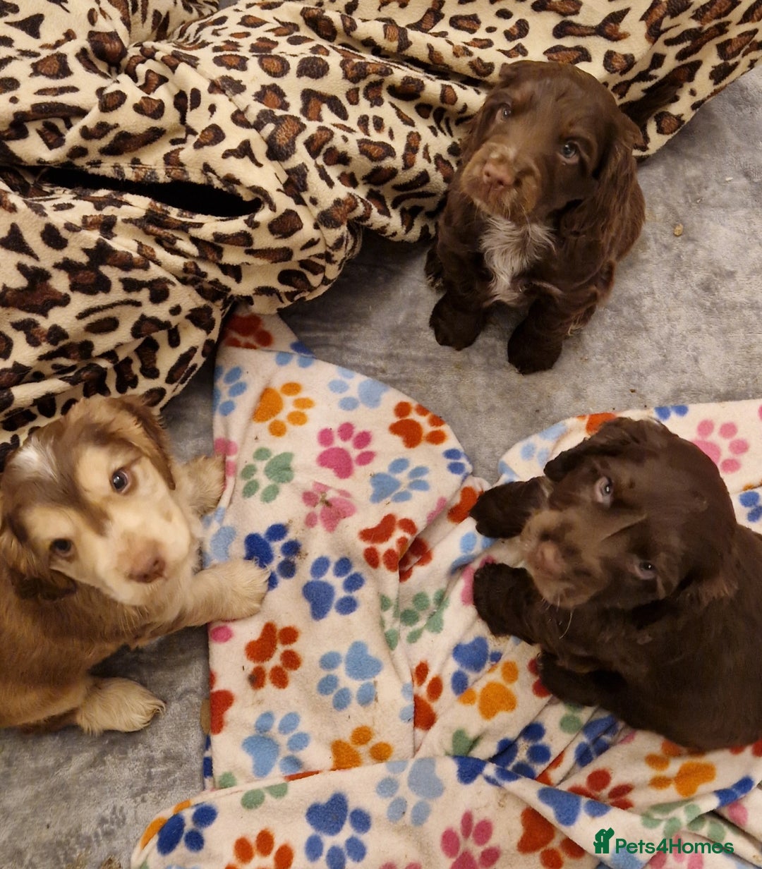 Cocker Spaniel dogs for sale: KC REG CHUNKY GORGEOUS COCKER PUPS - Advert 8