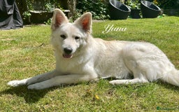 White Swiss Shepherd dogs for sale: White Swiss Shepherd Puppies 🐾🍼KC Registered - Image 18