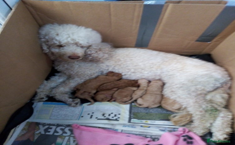 Poodle dogs miniature poodle puppies for sale - Advert 6