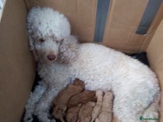 Poodle dogs miniature poodle puppies for sale (READY NOW ) - Advert 10