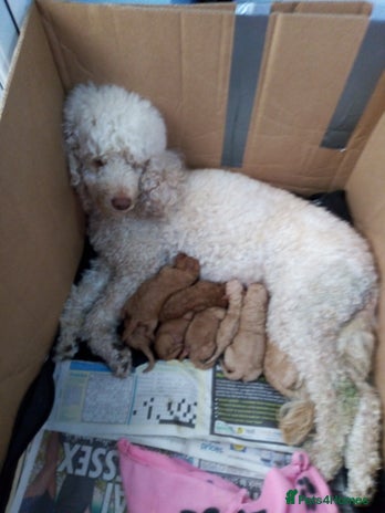 Poodle dogs miniature poodle puppies for sale - Advert 1