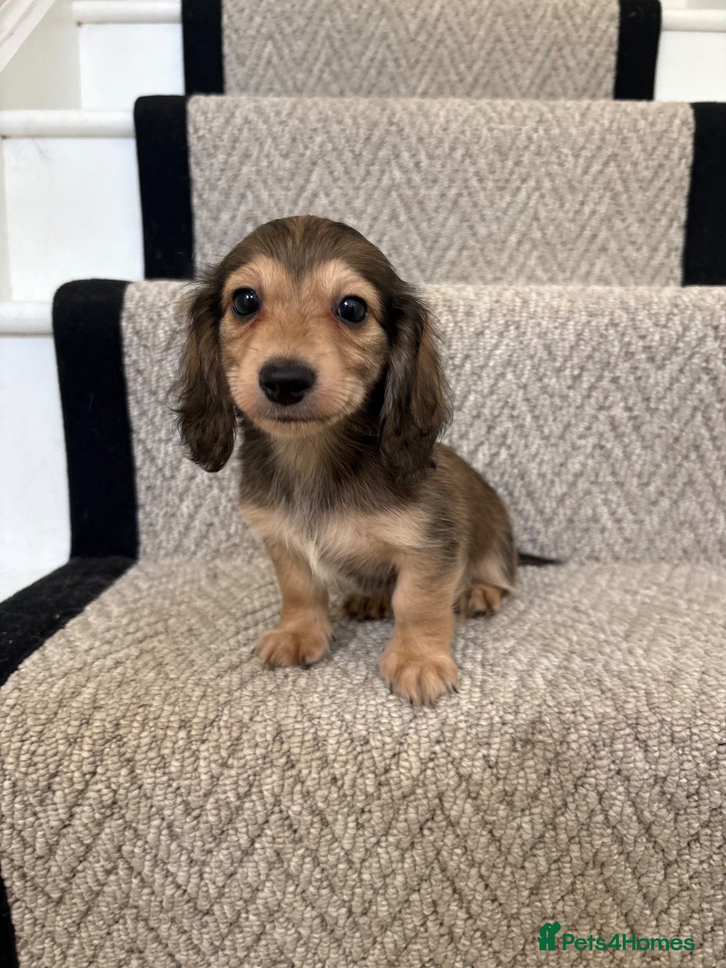 Miniature Dachshund dogs for sale: READY NOW 💙 Shaded cream longhaired Miniature boy - Advert 1