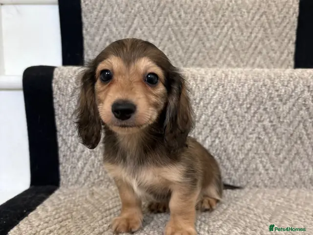 Miniature Dachshund dogs for sale: READY NOW 💙 Shaded cream longhaired Miniature boy - Advert 1