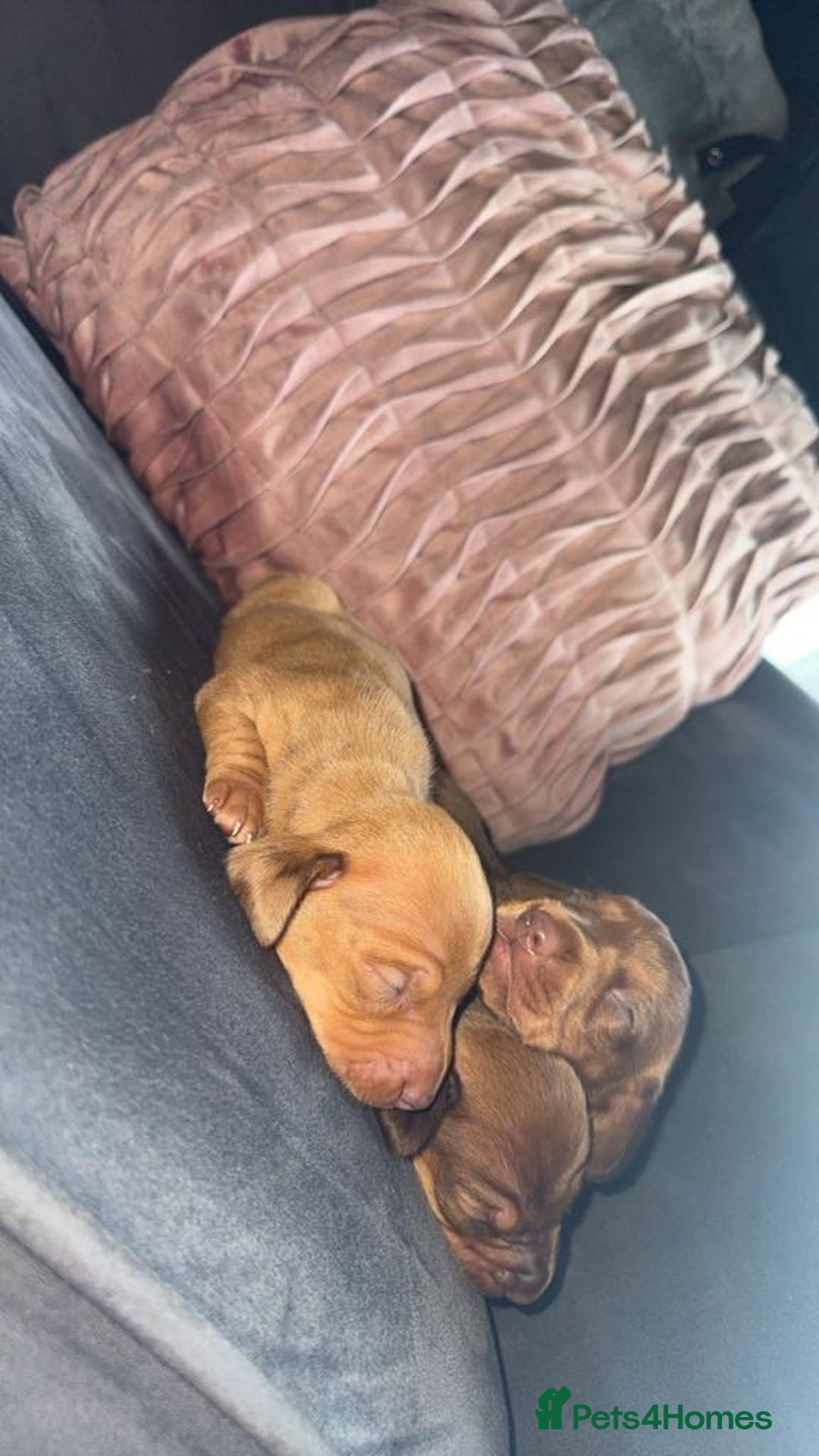 Miniature Dachshund dogs for sale: 3 gorgeous miniature daschunds - Image 17