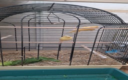 Canaries birds for sale: Canaries  - Image 3