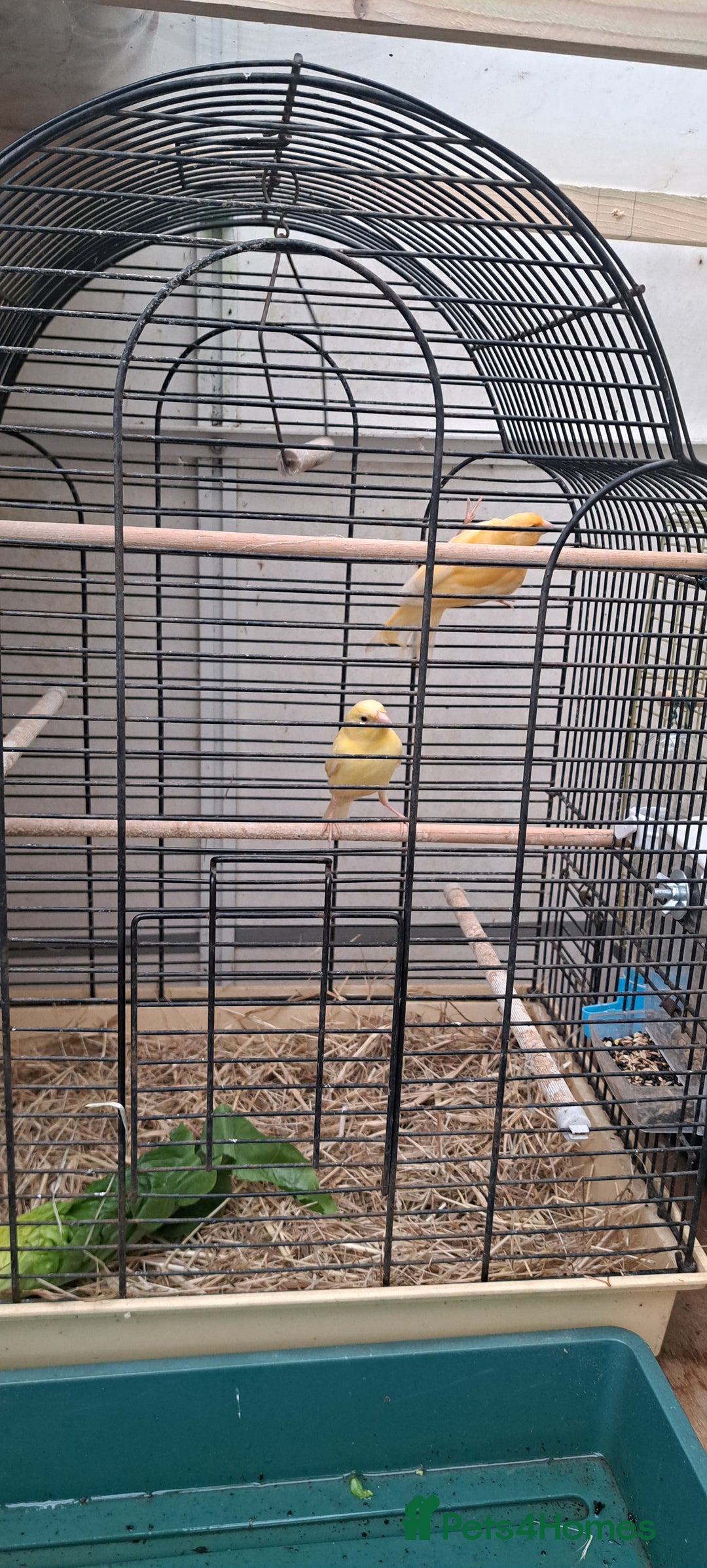 Canaries birds for sale: Canaries  - Image 3