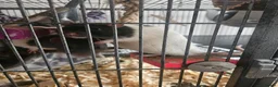 Rat rodents for sale: 2 male rats - Advert 1