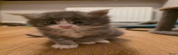 Maine Coon cats for sale: Beautiful Maine Coon Kittens 4 boys/2girl  - Advert 26