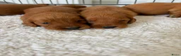 Cockapoo dogs for sale: F1 Cockerpoo Puppies  - Advert 11