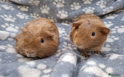 Guinea Pig rodents for sale: Baby Boy Pair  - Image 2
