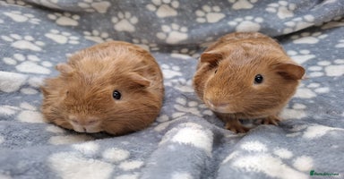 Guinea Pig rodents - Advert 6