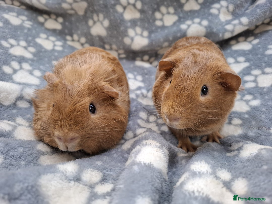 Guinea Pig rodents for sale: Baby Boy Pair  - Image 2