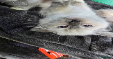 Ragdoll cats - Advert 12