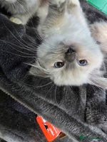 Ragdoll cats - Advert 2