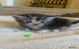 Mixed Breed cats for sale:  Beautiful Mixed-Breed Kittens🐾 - Image 4
