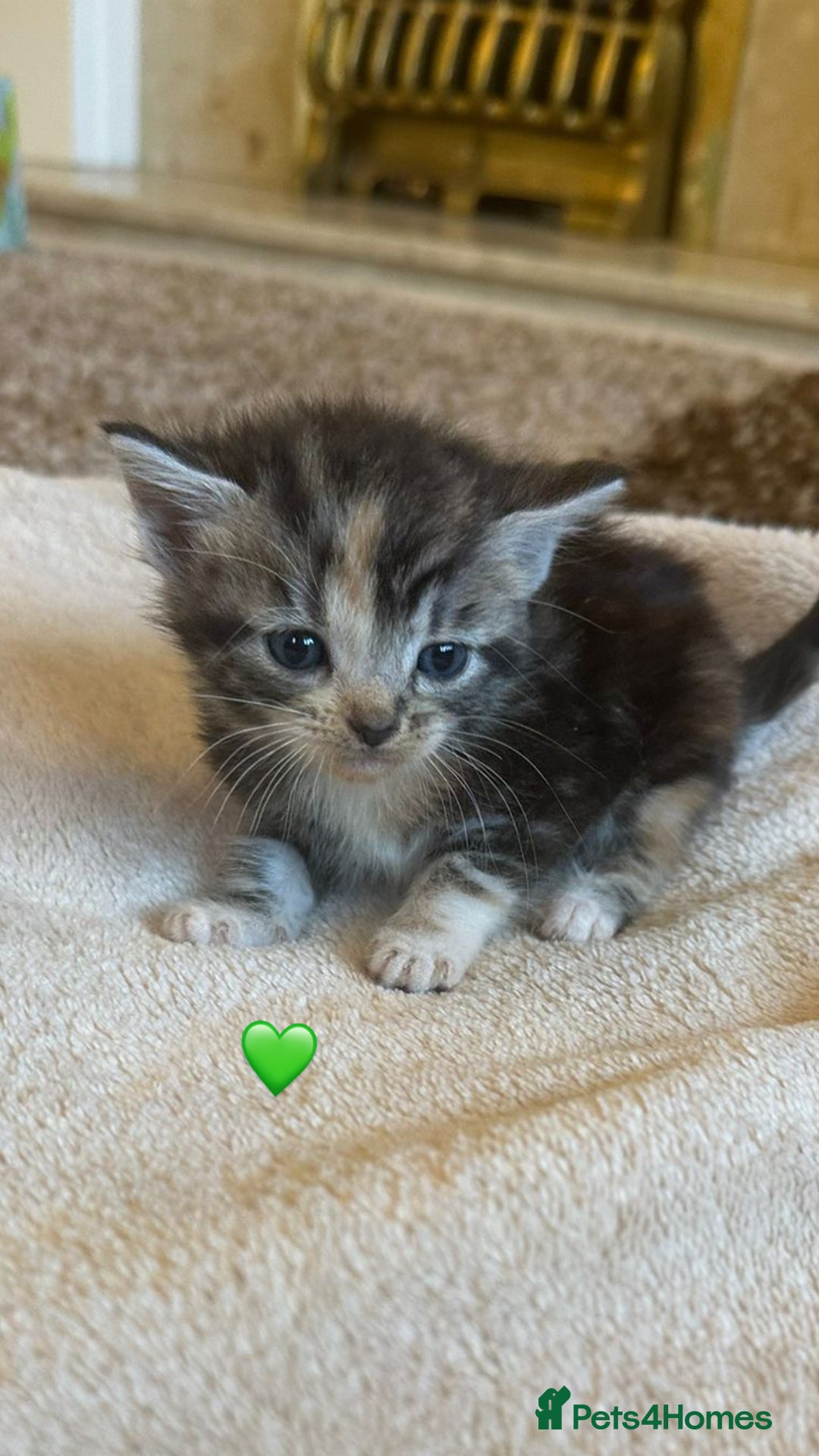 Mixed Breed cats for sale:  Beautiful Mixed-Breed Kittens🐾 - Image 4
