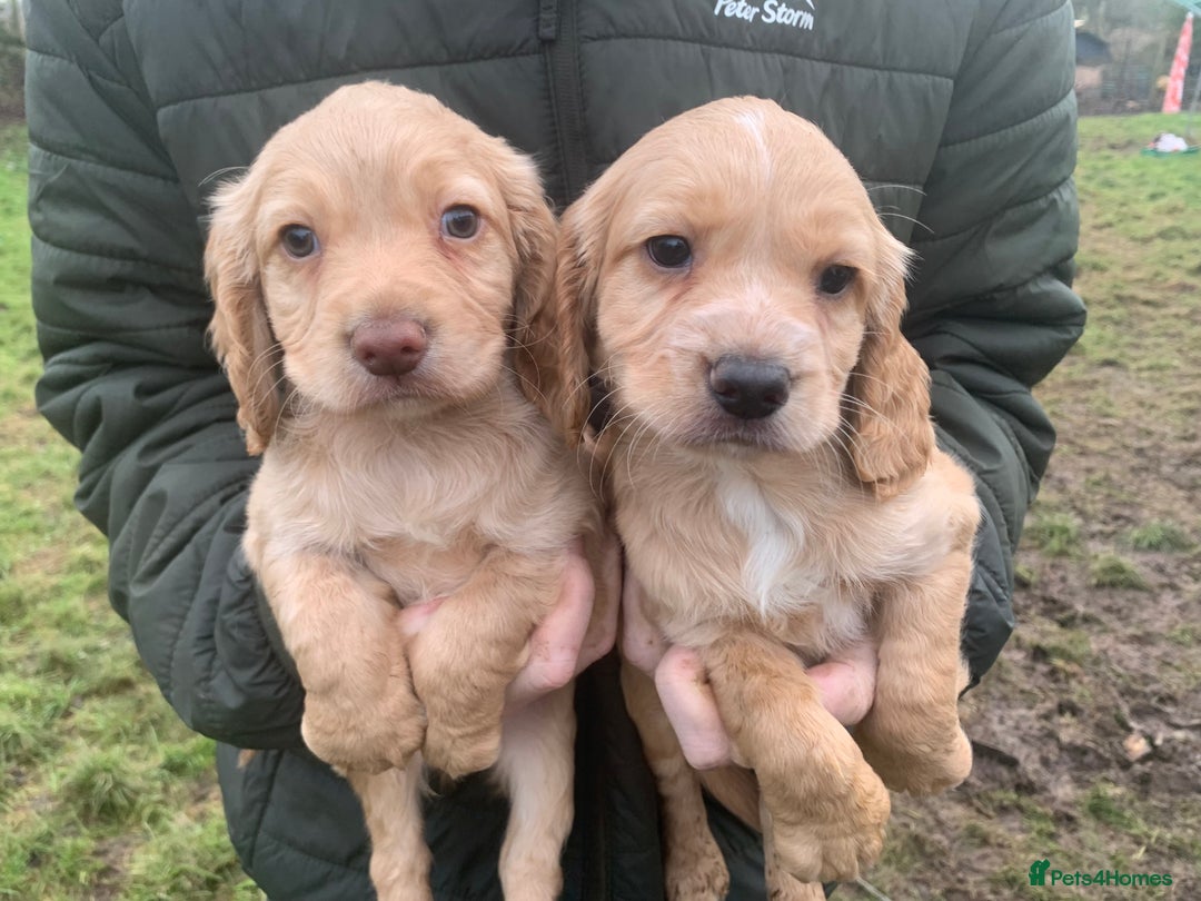 Sprocker dogs for sale: Stunning Sprocker pups - Advert 4