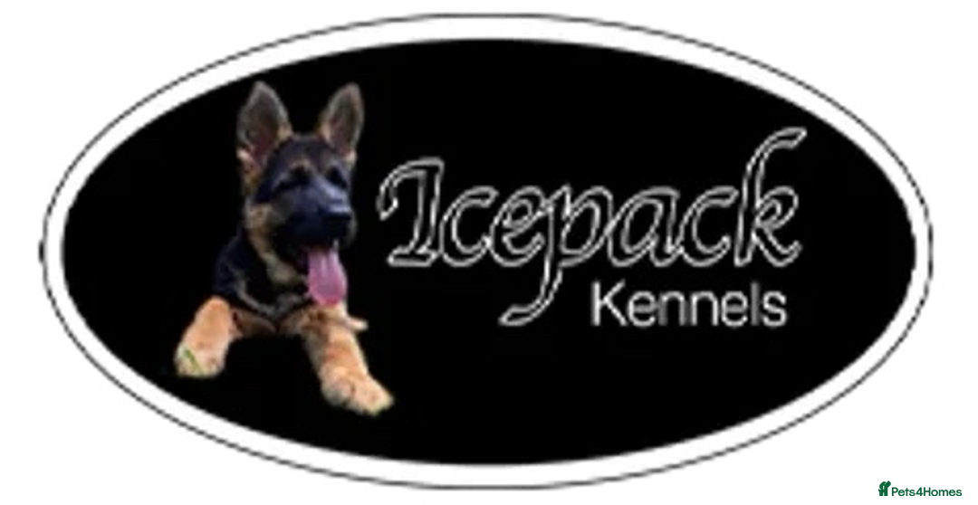 German Shepherd dogs for sale: Quality litter show line/working line puppy’s  - Advert 15