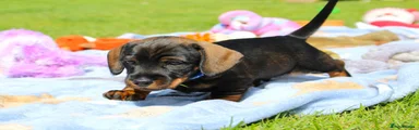 Miniature Dachshund Puppy 2