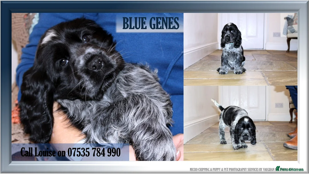 Cocker Spaniel dogs for sale: KC registered Cocker Spaniel.  - Advert 13