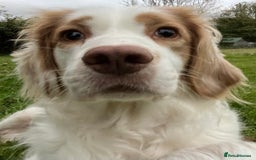 Clumber Spaniel dogs for sale: Beautiful Hybrid Clumber pups available  - Image 14