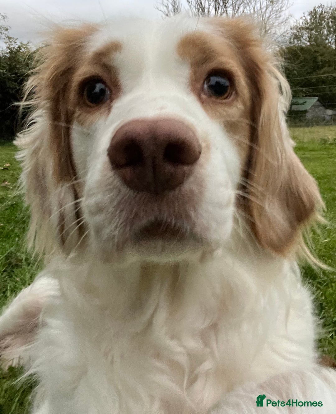 Clumber Spaniel dogs for sale: Beautiful Hybrid Clumber pups available  - Image 14