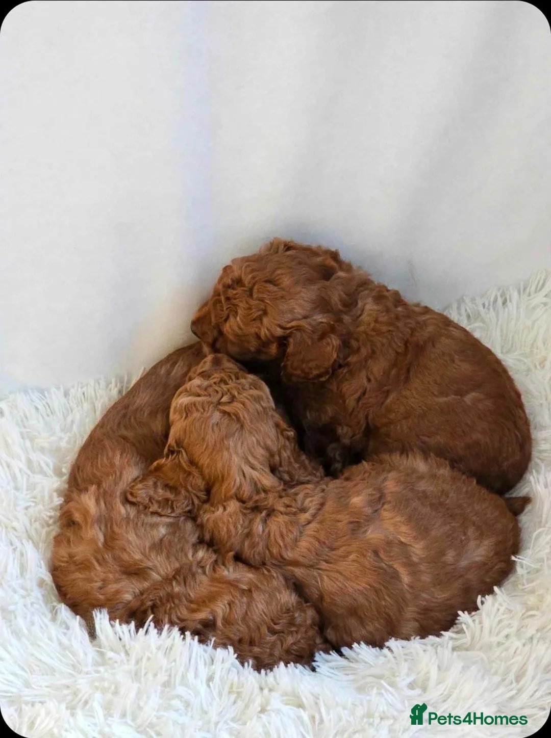 Toy Poodle dogs for sale: Toy x Asian poodle puppies ready now  - Advert 4