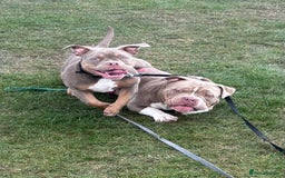 American Bully dogs for sale: Rambo American pocket bully 10 months  - Image 2