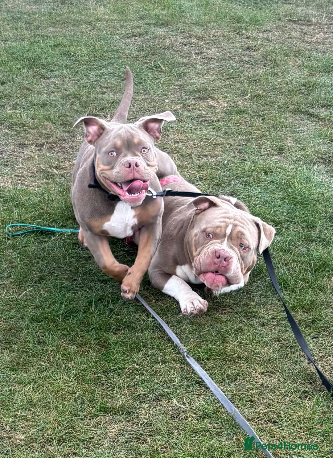 American Bully dogs for sale: Rambo American pocket bully 10 months  - Image 2