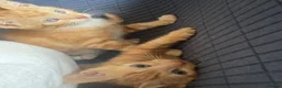Mixed Breed cats for sale: 2 Gorgeous ginger Kittens - Advert 6