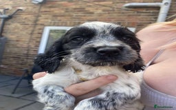 Sprocker dogs for sale: Sprocker pups ready 19th August  - Image 9