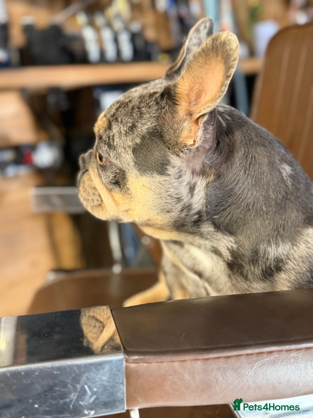 French Bulldog dogs for sale: French bulldog bitch merle  - Advert 6