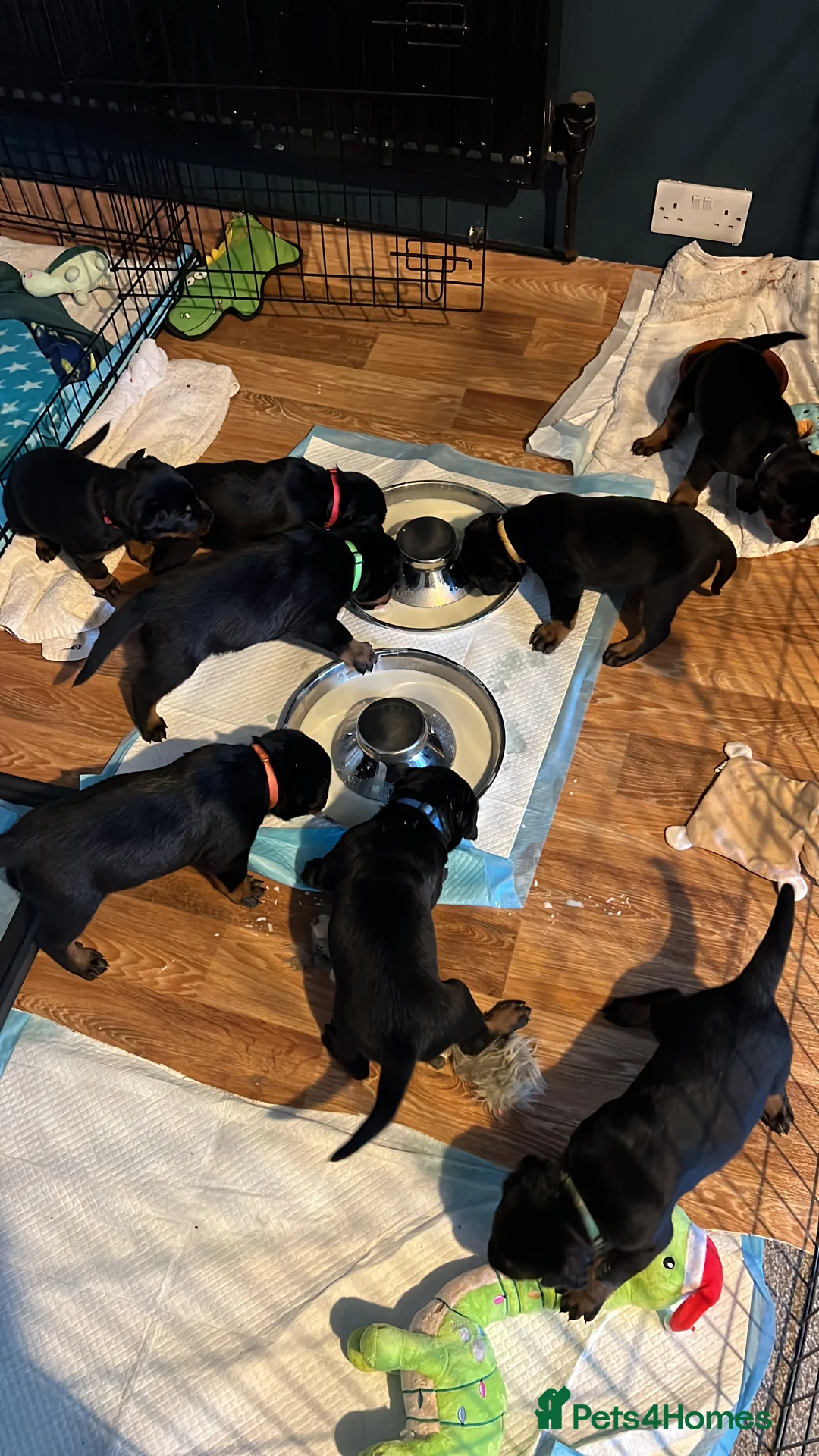 Mixed Breed dogs for sale: Adorable Doberman & Beauceron puppies for sale - Advert 5