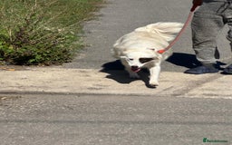 Mixed Breed dogs for adoption: Meet HANNAHH - a Lovely Girl for a Loving Home - Advert 13
