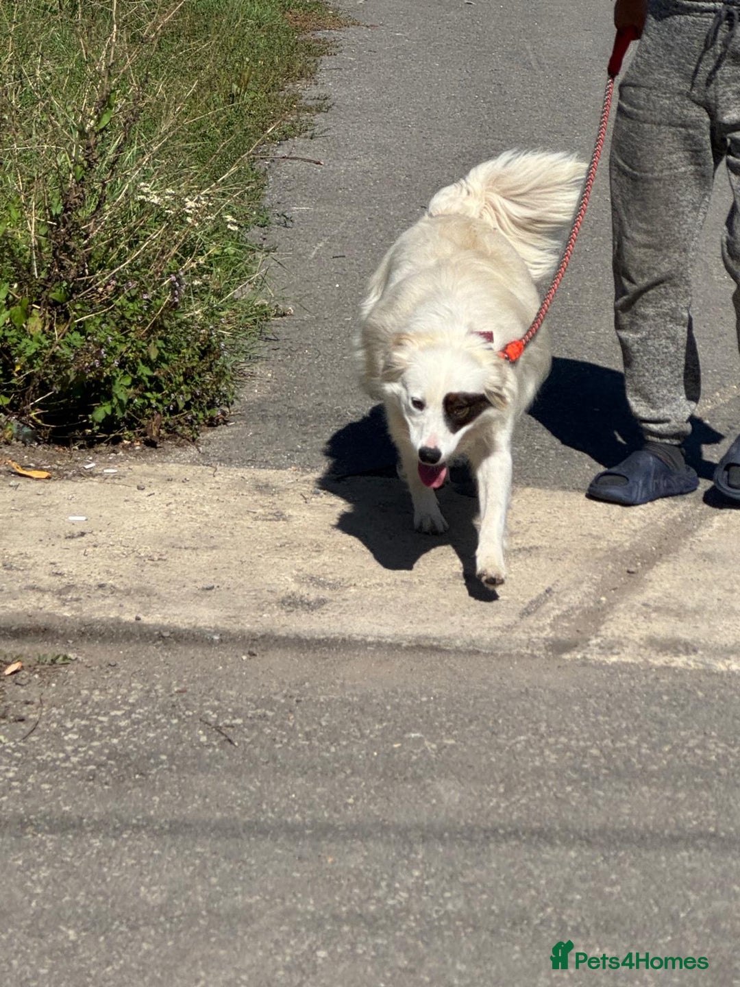 Mixed Breed dogs for adoption: Meet HANNAHH - a Lovely Girl for a Loving Home - Advert 13