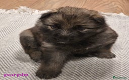 German Shepherd dogs for sale: German shepard puppies  - Image 8