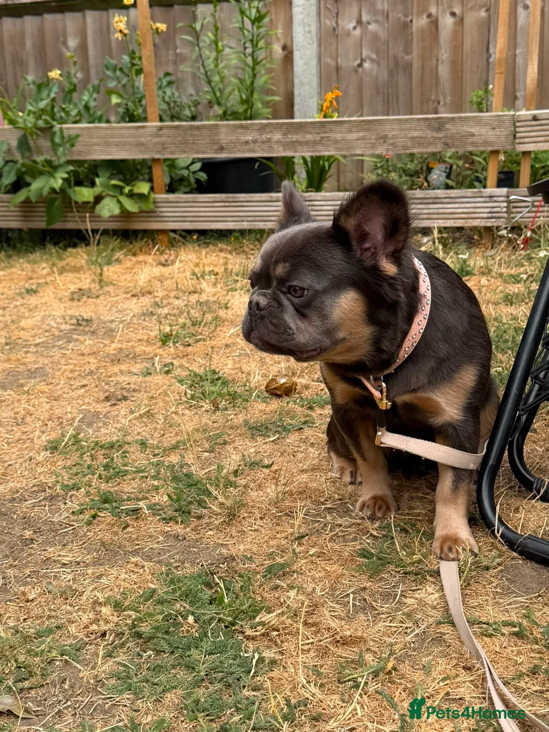 French Bulldog dogs for sale: Beautiful fluffy female frenchie for sale  - Advert 4