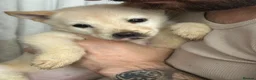 Mixed Breed dogs for sale: 5 adorable female chowskis  - Advert 7