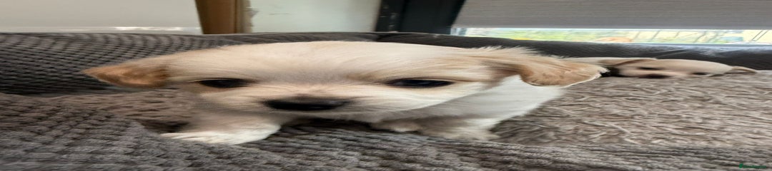 Chihuahua Puppy 3