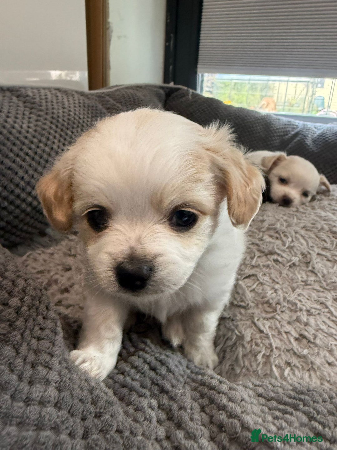 Chihuahua dogs for sale: 4 adorable chihuahua puppies  - Image 5