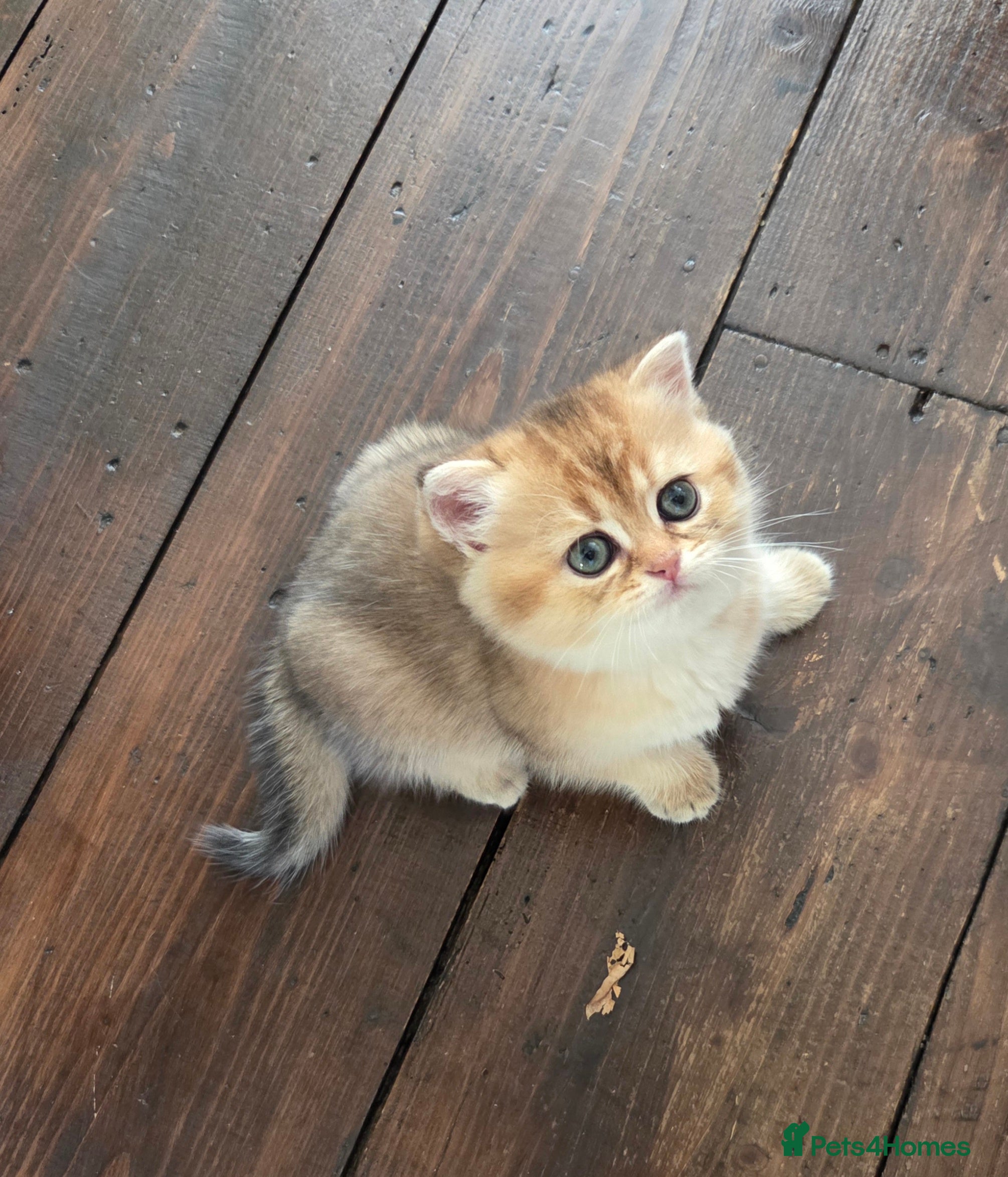 Scottish Fold cats Adorable Scottish Fold and Straight kittens 💙💜  - Advert 2