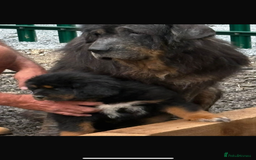 Tibetan Mastiff dogs for sale: 6 Tibetan Mastiff Puppies - Image 28