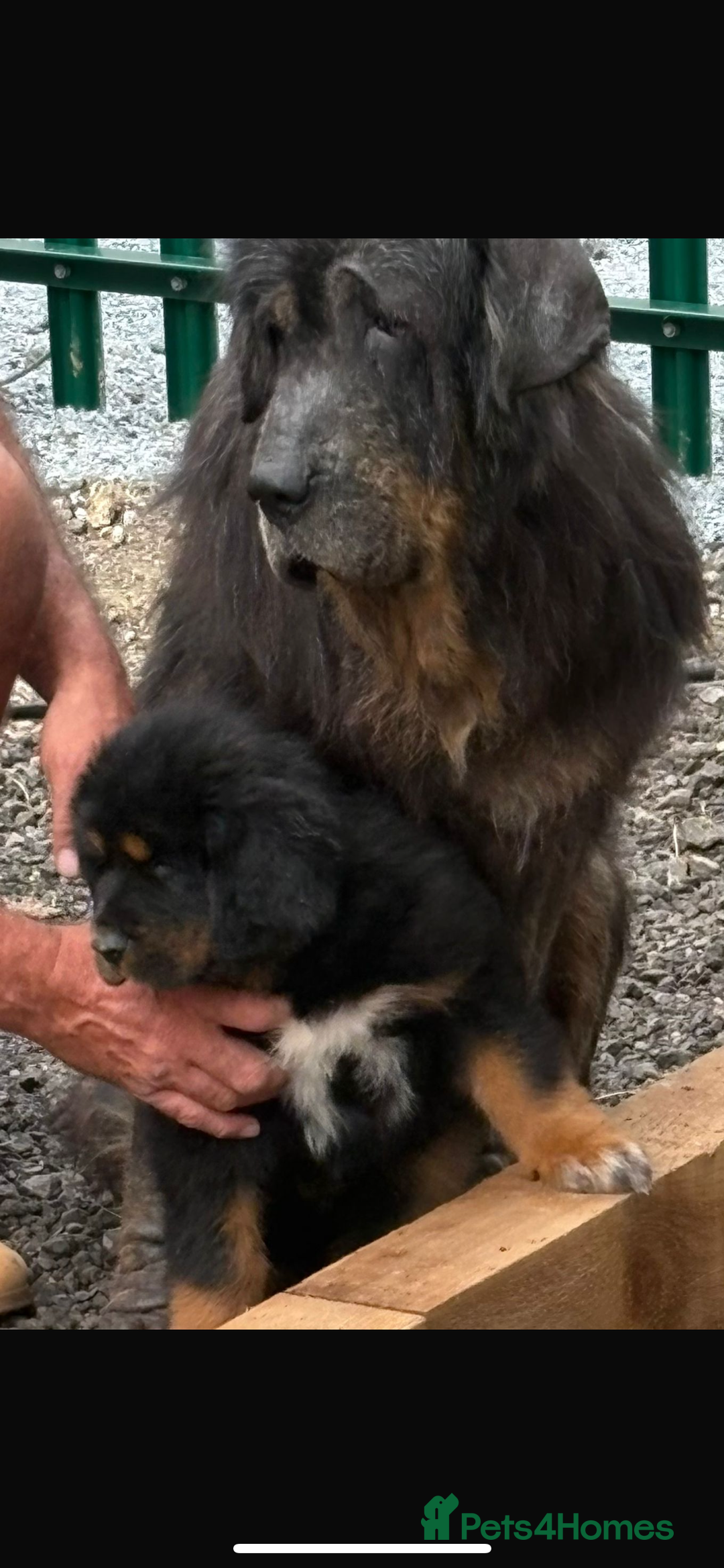 Tibetan Mastiff dogs for sale: 6 Tibetan Mastiff Puppies - Image 28