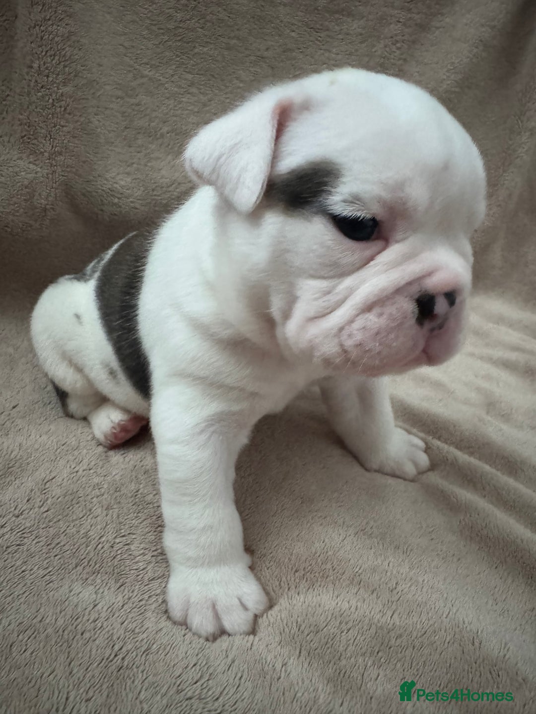 English Bulldog dogs for sale: KC Registered English Bulldog Puppies - Image 16