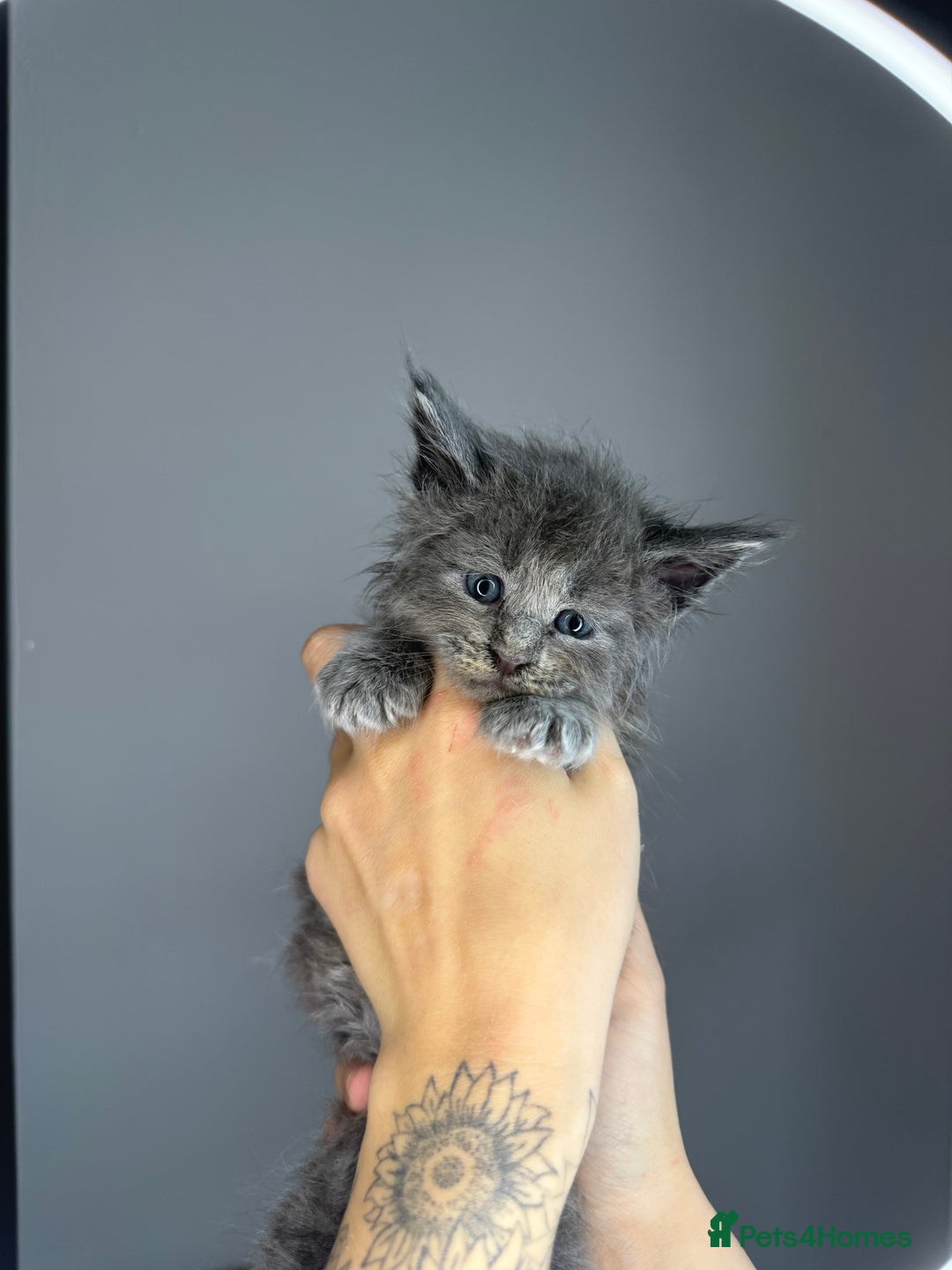 Maine Coon cats for sale: XL Russian maine coon kittens  in Market Rasen - Image 1