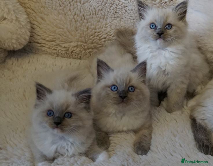 Ragdoll cats GCCF registered Ragdoll Stud  - Advert 2