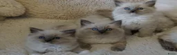Ragdoll cats for stud: GCCF registered Ragdoll Stud  - Advert 2