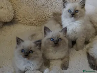 Ragdoll cats GCCF registered Ragdoll Stud - Advert 2