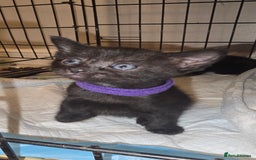 Siamese cats for sale: Siamese X British short hair *2 available  - Image 2